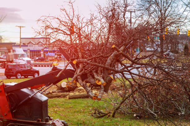 Leaf Removal in Hamlin, TX