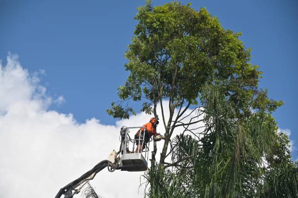 Landscape Design and Installation in Hamlin, TX