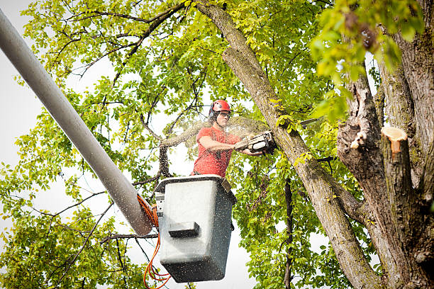 How Our Tree Care Process Works  in  Hamlin, TX